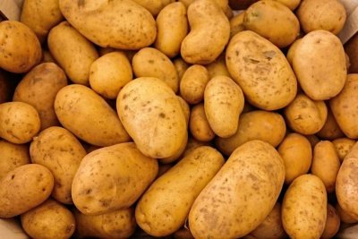 Bulgarian potato growers fear drop in production due to higher farming costs