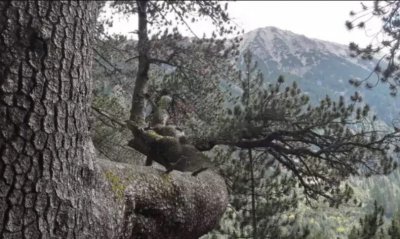 Tourist access to the oldest coniferous tree in Bulgaria - the Baykusheva mura - has been restored