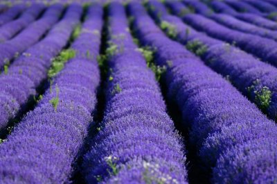 The beauty of Bulgaria: Fields with blooming lavender