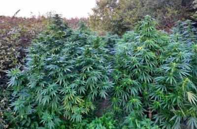 Police in Pernik uncover marijuana greenhouse near Dolnya Dikanya