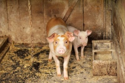 African swine fever outbreak detected in Lovech province