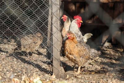 Nearly 400,000 hens destroyed on a farm in Debelets due to bird flu