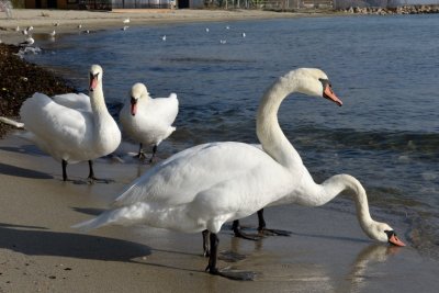 Swans of protected species came to Bulgaria’s coastal city of Varna to spend the winter