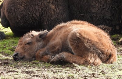 Baby bison was born in Sofia Zoo (see pics)