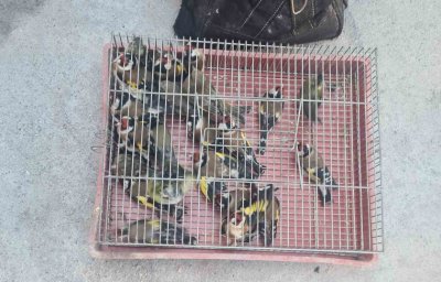 Man detained in Sofia for illegal possession of protected bird species