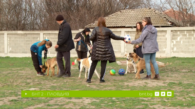 Тренировки по социализация на бездомните кучета в общинския "Зооветеринарен комплекс" в Пловдив