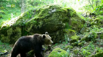 Ловци от Съединение хранят мечка и я пазят от бракониери