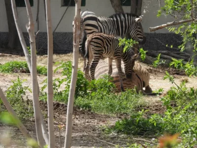Baby zebra born at Zoo in Sofia (see pics)