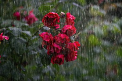 Дъждовен петък с обещание за гръмотевици и градушки