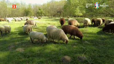 Две истории за калоферски кози и копривщенски овце