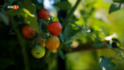 Община създаде биозеленчукова градина за храната в детските градини