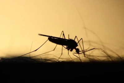 Two people have died of West Nile fever in Sofia