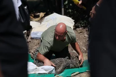 The crocodile discovered in a pool in "Botunets" quarter was moved to the Zoo in Sofia