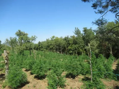 Police uncover cannabis farm near the village of Slatino