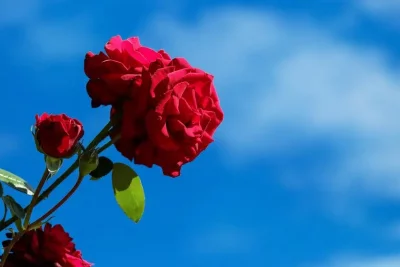 Sixteen rose bushes planted to honour those whose organ donations saved lives