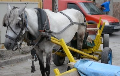 Репатрират каруци в Пловдив, но конете връщат на собствениците