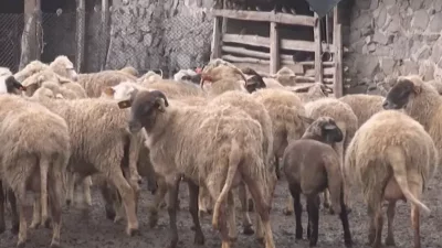 Bulgarian Food Safety Agency identified an outbreak of sheep plague (PPR) in Velingrad