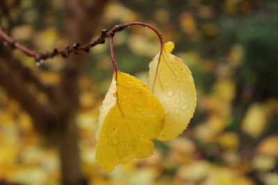 Седмицата започва с облачно и дъждовно време
