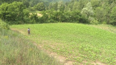 TÜTÜN ÜRETİMİ RİSK ALTINDA MI