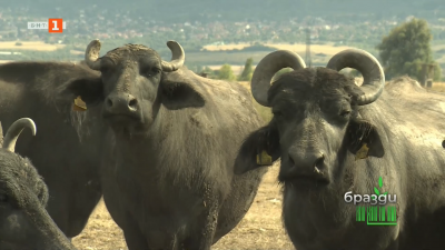 Неочакваните пътешествия на фермерските мечти
