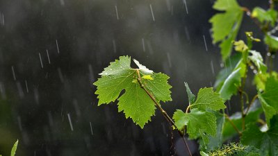 Код жълто за проливни валежи в петък