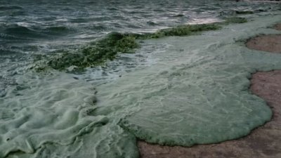 Променя ли се екологията на Черно море - 28.11.2025