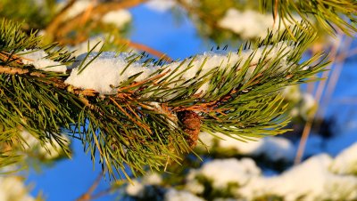 Слънце в началото на новата година