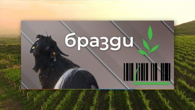 История за коне, в която звучи гласът на щастието