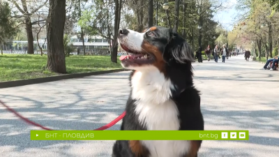 Избираме ТОП куче '2025 на “Време за губене” - 13.12.2025