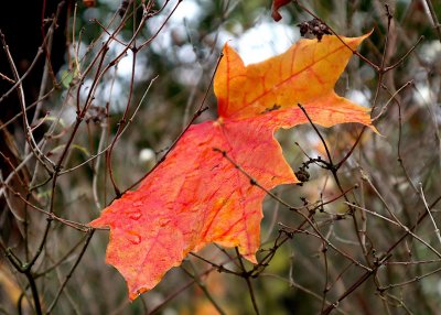Код жълто за проливни валежи в петък