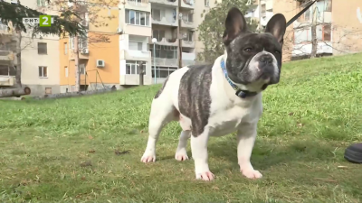 Какво трябва да знаят бъдещите и начинаещите собственици на френски булдог