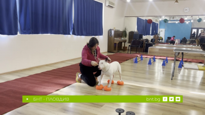 Фитнес уреди за четириноги, 14.02.2026