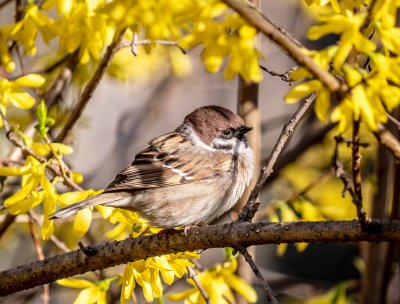 В понеделник - мъгли, слънце, облаци и вятър