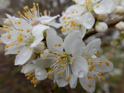 Променливо време с валежи до неделя