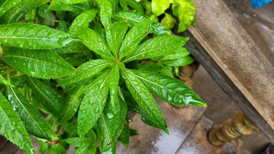 Дъжд на много места в събота, на Великден ще има и слънчеви часове