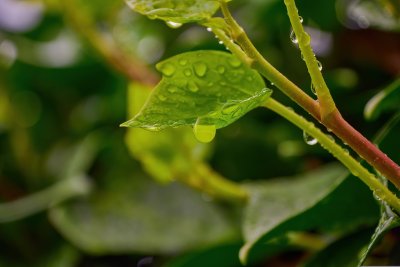 Дъжд на много места в събота, на Великден ще има и слънчеви часове