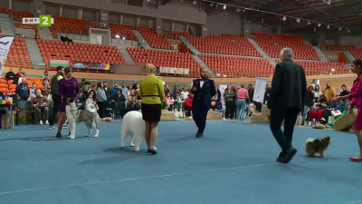 В навечерието на британските изложби CRUFT