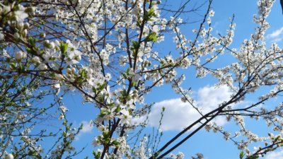 Максимални температури от 6&deg; до 13&deg; в първия ден от астрономическата пролет