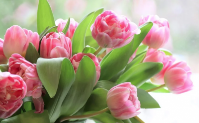 С БНТ завинаги: Спаси една песен за мама