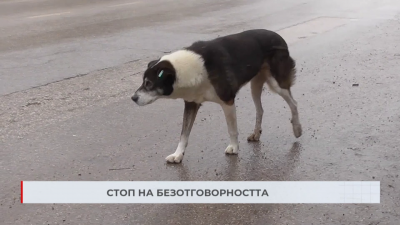 Глоби за нерегистрирани домашни и дворни кучета в Търговище