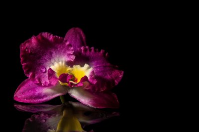 Магията на орхидеите