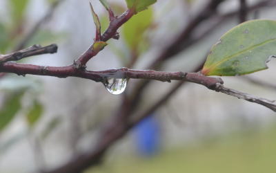 Дъжд и сняг през следващите дни