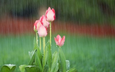 Валежи от дъжд и в петък, и в събота