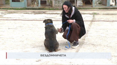 Никой не иска кучето Джак от приюта в Благоевград