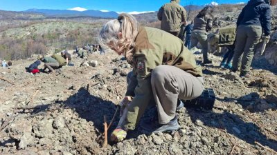 Започна залесяването на горите, унищожени от пожара в Пирин