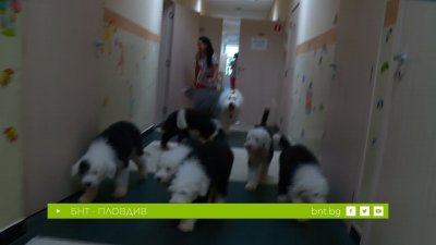 Канистерапия с кауза: кучетата, които помагат за нова детска болница в Пловдив - 14.03.2026