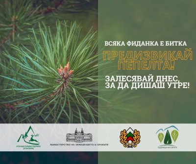 Започна залесяването на горите, унищожени от пожара в Пирин