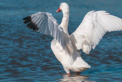 Среща по повод Международния ден за защита на птиците - 01.04.2026
