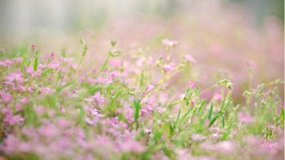 Седмицата започва със слънчево време