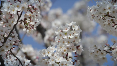 Предимно слънчево и ветровито в неделния ден